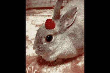 💗 Calming Music and Cute Bunnies 💗