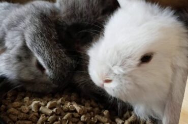 One Minute of Baby Bunny Feeding Cuteness
