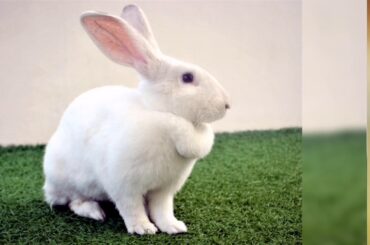 Cute bunnies as cotton balls.