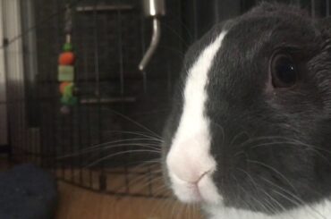 Cute Bunny Eating Pellets