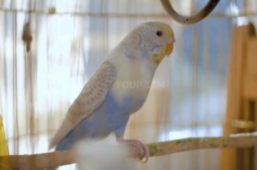 ▷ The Budgerigar Compilation