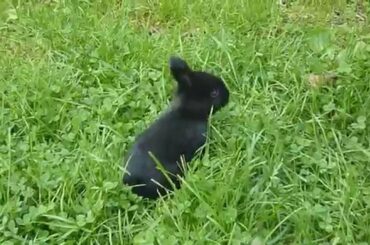baby rabbit