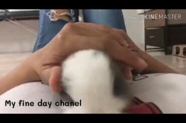 Cute bunny is listening music for rabbit