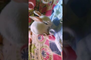 The cutest Lil..baby "Rabbit"