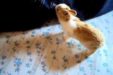 Cute baby bunny playing