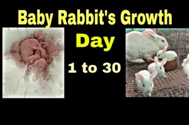 The cutest baby bunnie's -Newborn to 30 days