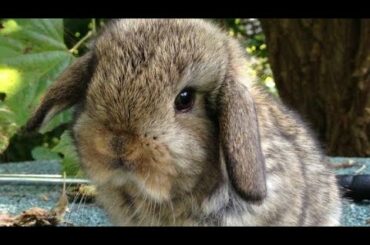 top 5 cute bunny ant rabbit cutest baby rabbit #debxyz #cute #Rabbit #Bunny