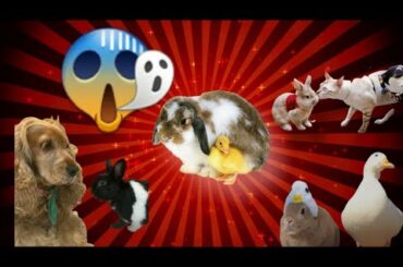 funny Dog, Duck and cute rabbit sam are Best friend