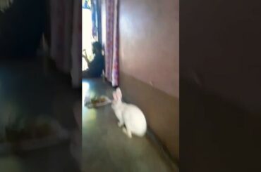 A cute rabbit play alone😘😘