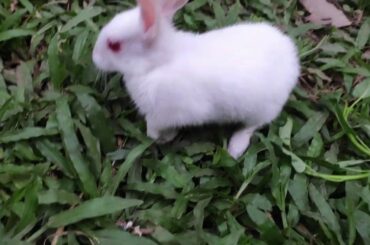 Little and Cute Baby Bunny Rabbit Videos 🐇 Baby Animal Video in 2020