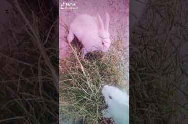 My cute rabbit 😍💕🐇♥️ 🐇 💕😍😍