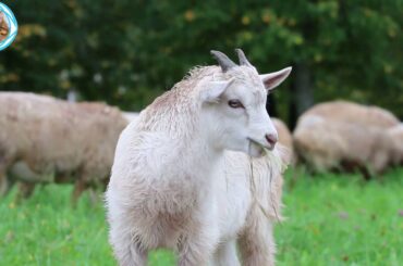 Most Funny and sheep Cute Baby Goat Videos Compilation  | The Western Australian Sheep Industry