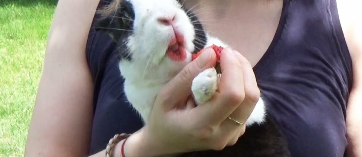 Rabbit eating strawberry and airing out his butt