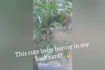 This ADORABLE baby bunny was in my backyard! -Cloudy Lps ☁💫🍭