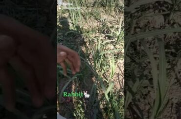 Khet me mila cute rabbit|| tiktok vs YouTube|| new video of tiktok