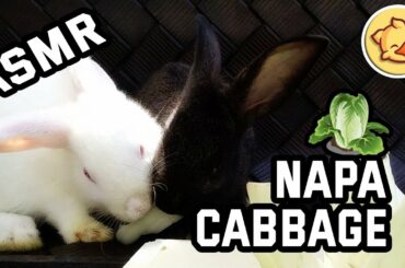 Rabbit Eating Napa Cabbage ASMR Bunny 🐇04 Bunnies ASMR