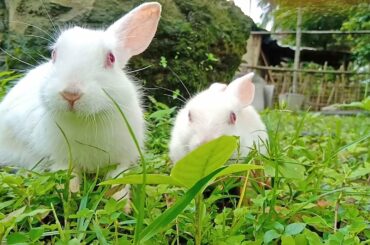 Cute American White Rabbits Playing in Green Field in Assam | Oryctolagus cuniculus