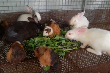 Rabbits Eating Vegetable - Funny and Cute Bunny Rabbit Videos Compilation 2020 - Cute Rabbits Pets