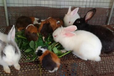 Baby Rabbits Eating Vegetable - Funny Baby Bunny Rabbit Videos Compilation - Cute Rabbits - Rabbit