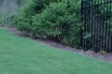 We petted a cute bunny in the wilderness🐇🐇🐇🐰