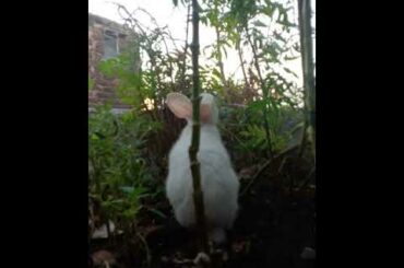 Cute bunny eating marigold plant