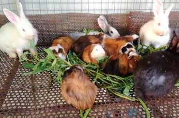 Cute Rabbits Eating - Funny and Cute Baby Bunny Rabbit Videos - Baby Animal Video Compilation 2020