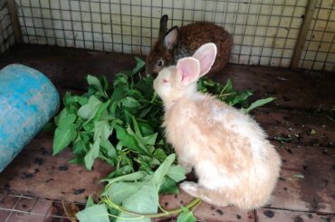 Cute Animal Rabbits Pets - Funny Baby Bunny Rabbit Videos - Cute Rabbis Compilation 2020 - Rabbit