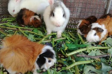 Baby Rabbits Eating - Funny Baby Bunny Rabbit Videos - Cute Rabbits 2020 - Baby Animals Videos Pets