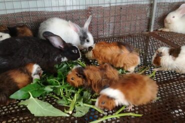 Cute Rabbits Eating - Funny Baby Bunny Rabbit Videos - Cute Rabbits Compilation 2020 - Aww Animals