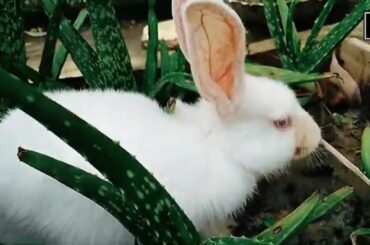 Does Rabbit Really likes Aloe vera ? Rabbits Reaction About Aloe vera || Parker the Cutest Bunny