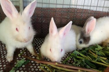 Rabbit Eating Vegetable - Cute and Funny Baby Rabbit Videos Compilation 2020 - Cute Rabbits Animals