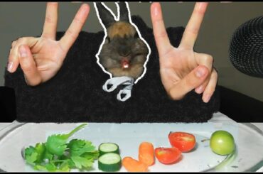 Rabbit Eating Like a Human ASMR Bunny
