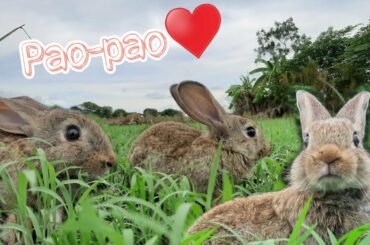 MY CUTE RABBIT PAO-PAO🐇 | Daily routine