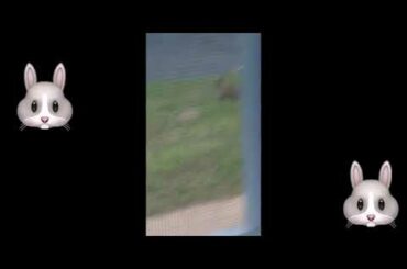 🐰 I SAW A BUNNY!!! 🐇