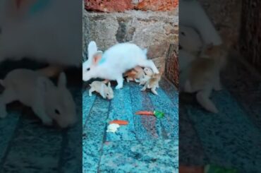 Cute rabbit 💕💕💕💕