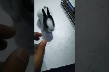 Cute rabbit 🐭🐭🐭🐭