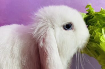 Rabbit Eating Crunchy Lettuce 🥬 Cute and funny bunny asmr