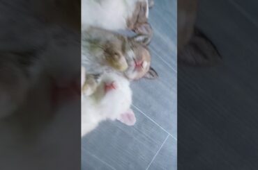 Cute Rabbit's hahahaha😂