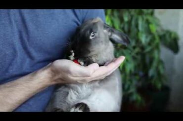 Cute Rabbit Eating A Strawberry 🍓