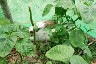 Cute baby rabbits running in my garden near home