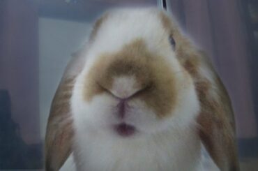 cute lop bunny rabbit eating