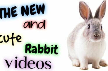 THE NEW AND CUTE RABBIT VIDEOS #funnyanımals #rabbit