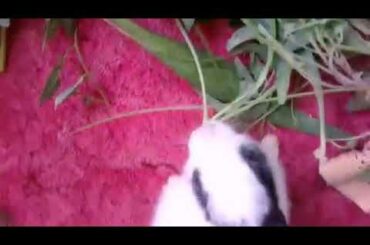 A cute bunny  video
