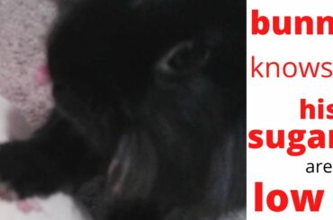 binky bunny eats more fruit if he is hypoglycemic
