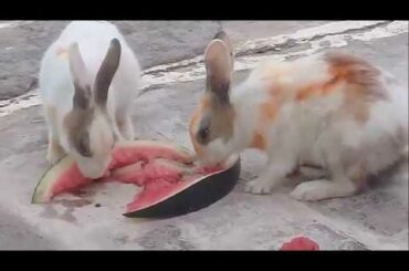 Funny Baby Bunny Rabbit Videos|| Animals Cute Rabbits 2020 || Funny Baby Videos 2020