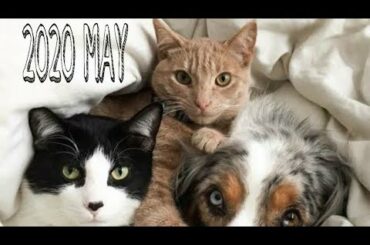 Cute Dogs and pets Having fun Compilation with owner and babies, OUT OF THIS WORLD LATEST MAY 2020