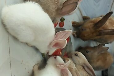 Rabbits video |Home pets| [cute baby bunnies]