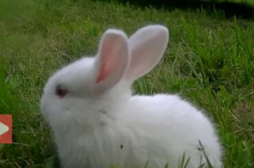 Cute Rabbit eating | Baby Rabbit eating video | Cute rabbit eating grass for first time