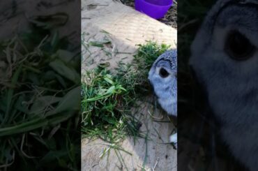 BUNNY EATING GRASS *so cute