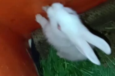 rabbits  cute little bunnies